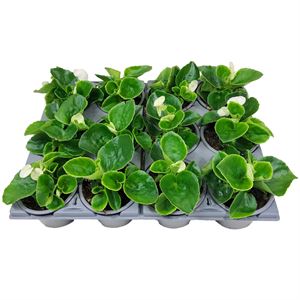 Bild von Begonia P9 Grbl Wit